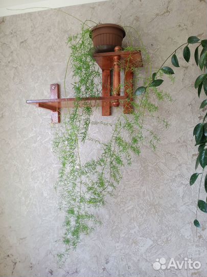 Цветы домашние в горшках