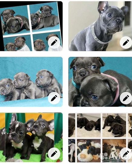 Французский бульдог мини