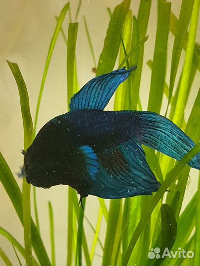 Аквариум рыбка петушок