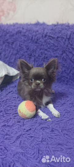 Продаётся собака породы Чихуа-хуа