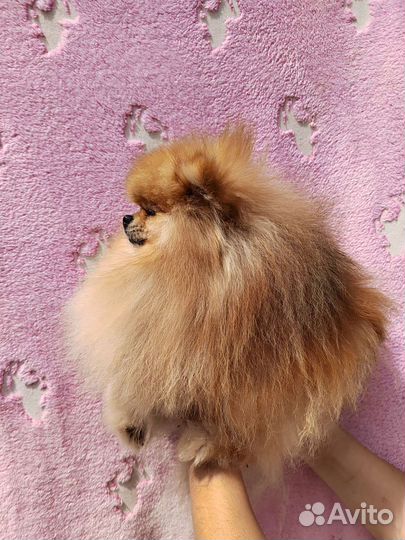 Вязка померанский шпиц