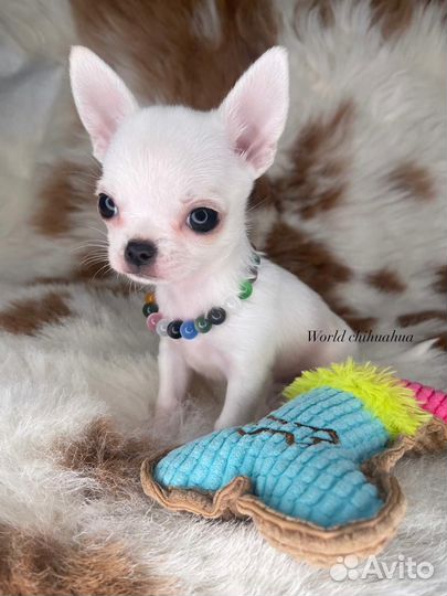 Микро Luxury Мальчик