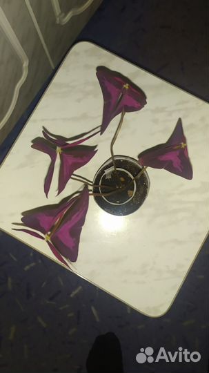 Oxalis (кислица)