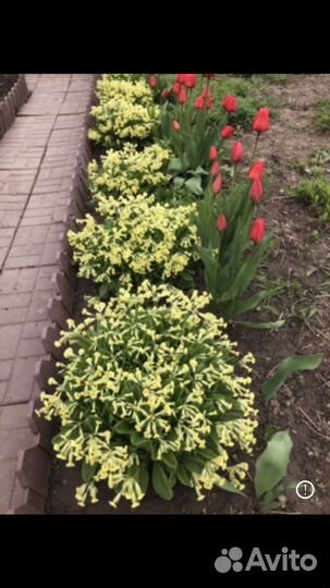 Примула садовая