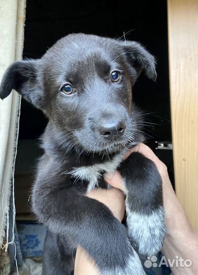 Щенок в добрые руки