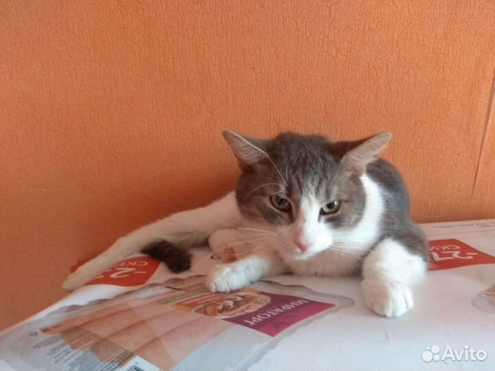 Кот Ден
