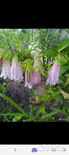 Цветы, декоративные деревья