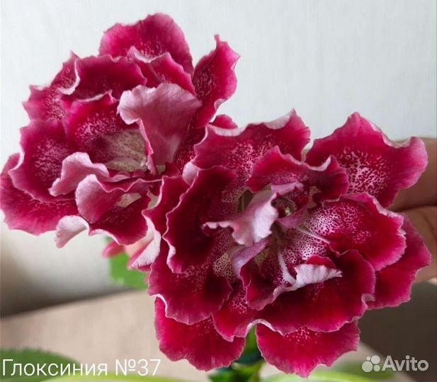 Глоксиния