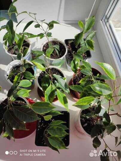 Фикус бенджамина