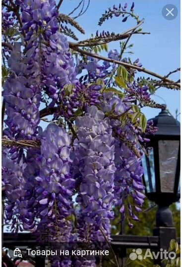 Цветущие лианы,глициния и кампсис