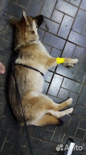 Найдена собака