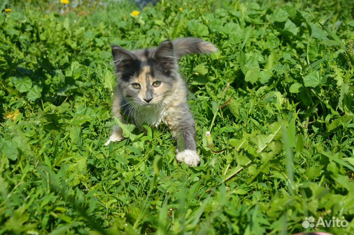 Котята мейн-кун девочка