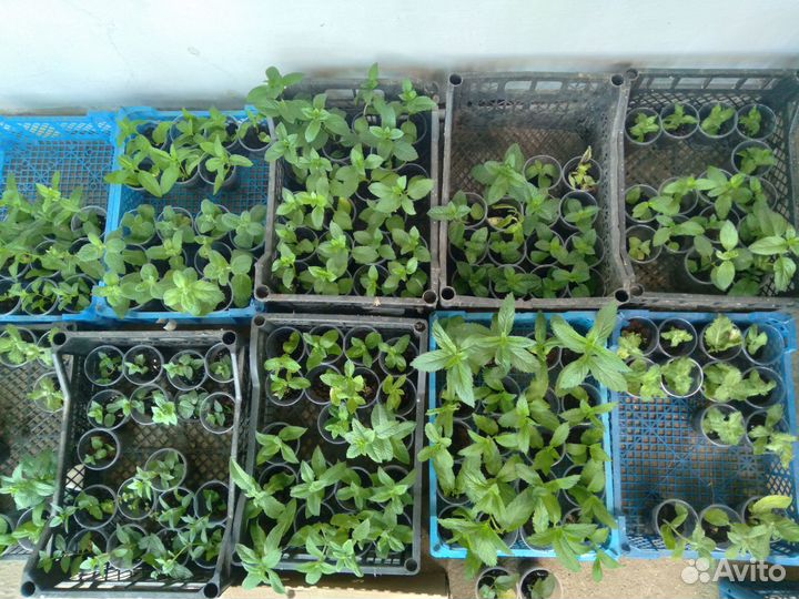 Мята сортовая