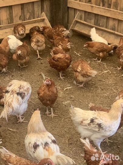 Куры молодки несушки