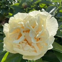 Пион Санни Гёрл, paeonia Sunny Girl