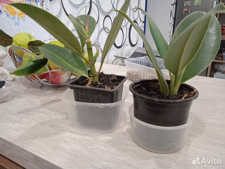 Фикус каучуконосный