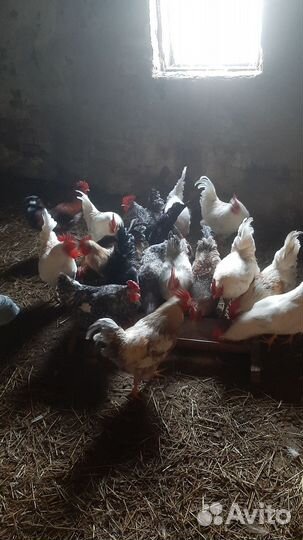 Молодые петухи