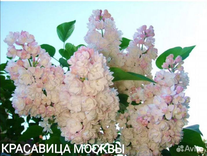 Сирень Саженцы