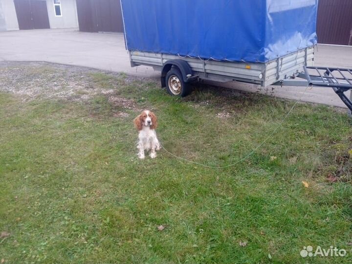 Кокер спаниель