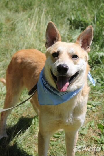 Добрый семейный пес в дар из приюта