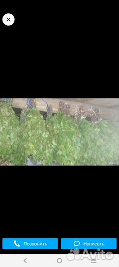 Продам березовые веники