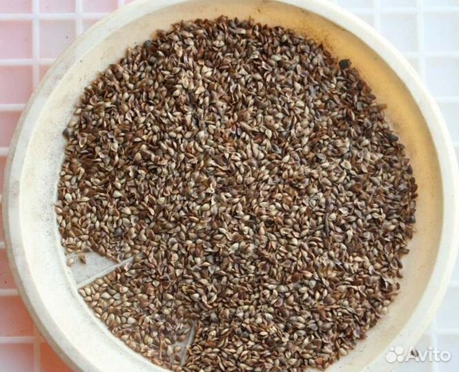 Семена ели обыкновенной