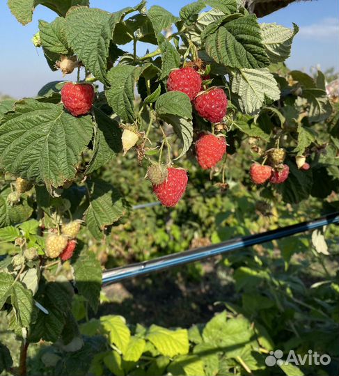 Рассада малины ремонтантной Брусвяна