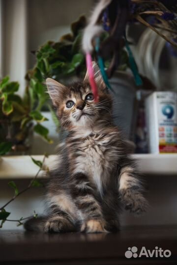 Котята мейн-кун