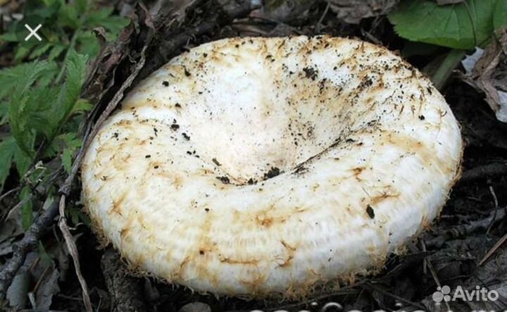 Грибы грузди свежие