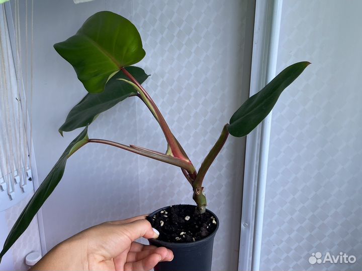 Филодендрон