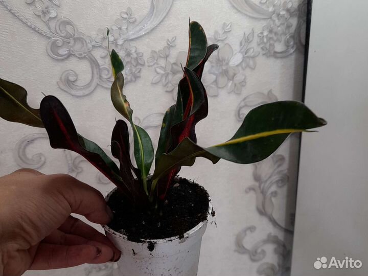 Кодиеум кротон