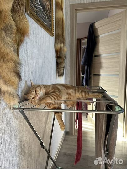 Шотландский кот вязка