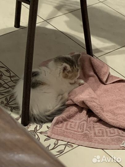 Отдам котенка в добрые руки