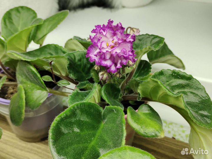 Комнатные растения