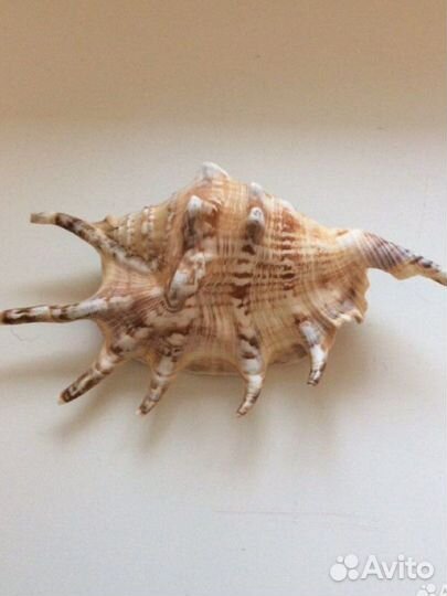 Морская раковина Лямбис 14см Чистая Яркая