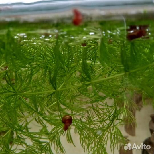 Улитки аквариумные