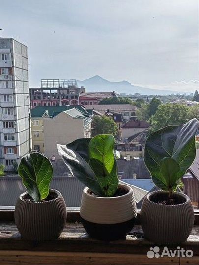 Фикус Лирато Бамбино