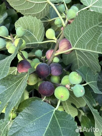 Инжир свежий