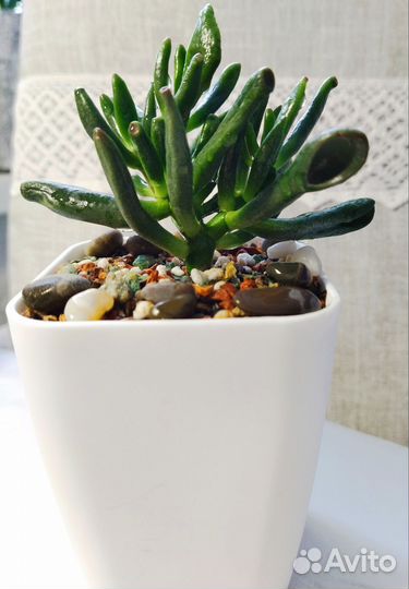 Крассула хоббит