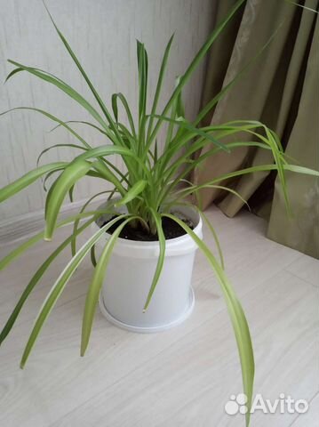 Хлорафитум, привезу