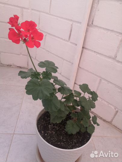 Пеларгония герань красная в горшочке
