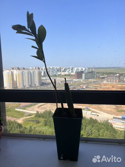 Комнатные растения