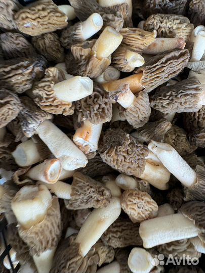 Грибы сморчки