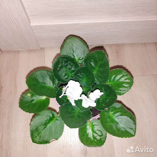 Фиалка белая