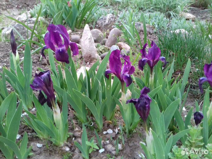 Ирисы, марьин корень, василек, бадан, клубника