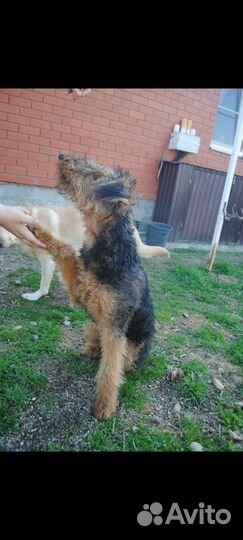 Эрдельтерьер