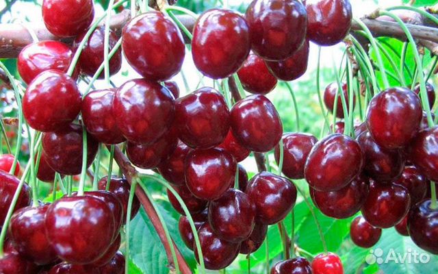 Саженцы вишни