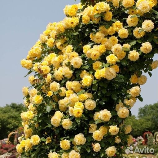 Роза Казино, Мишка, Голдштерн, Пилигрим