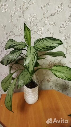 Аглаонемы, Сансевьерии