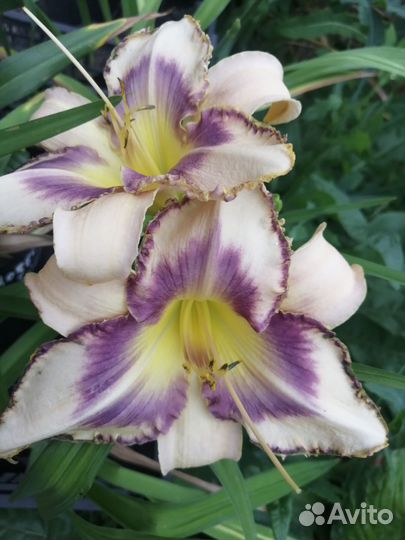 Лилейник Дестин Ту Си